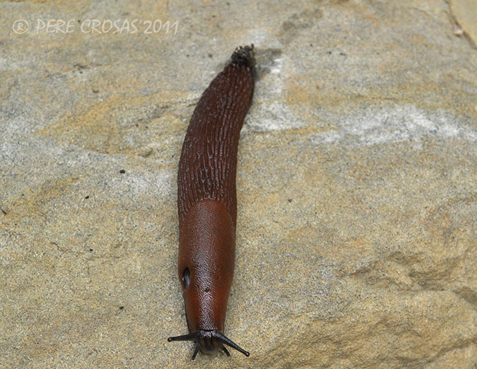 Llimac.(Limax maximus)