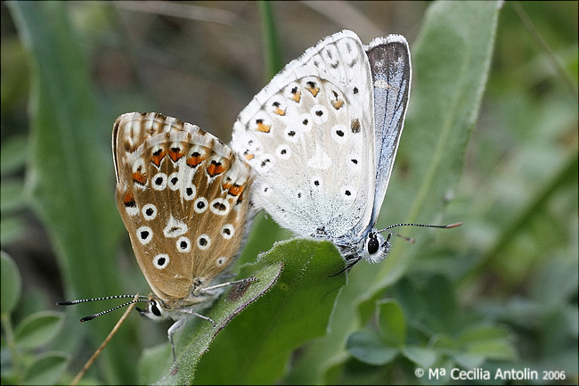 Polyommatus (Lysandra) coridon