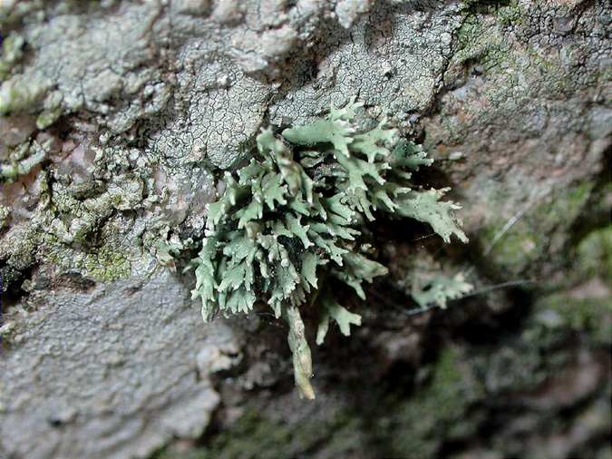 Ramalina breviuscula sterile facies with Dirina massiliensis fertile and sterile forms