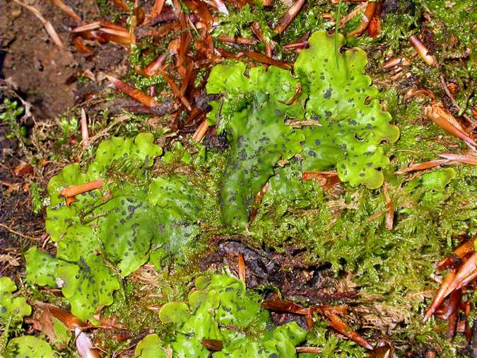 Peltigera britannica new for the Oriental Pyrenees