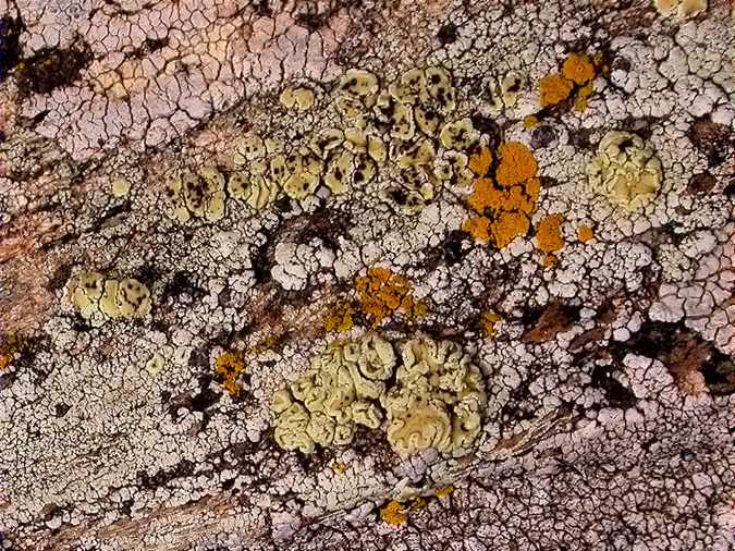 Carbonea supersparsa parasite on Lecanora polytropa, new for Catalonia