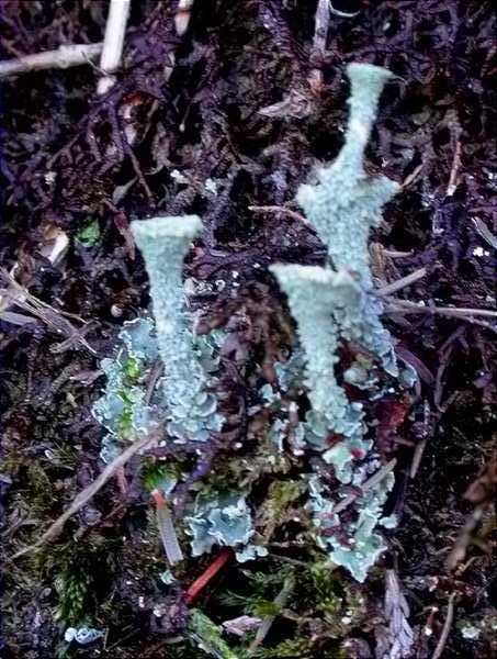 Cladonia coccifera