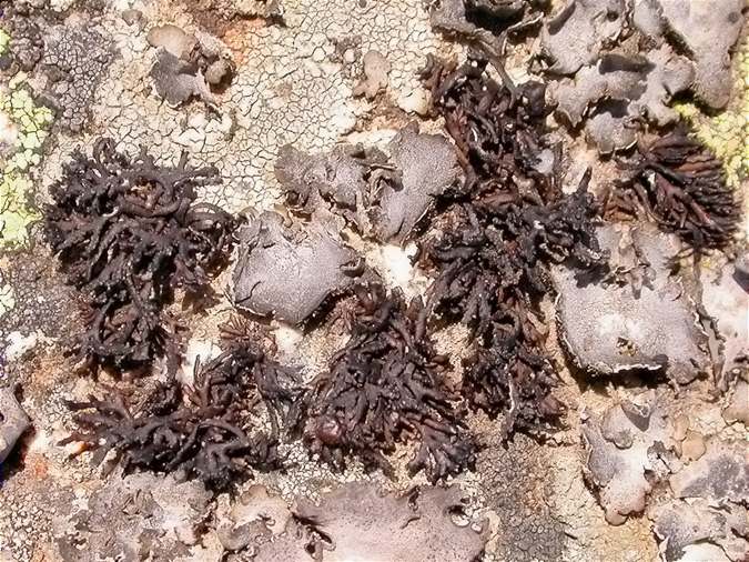 Cornicularia normoerica general view