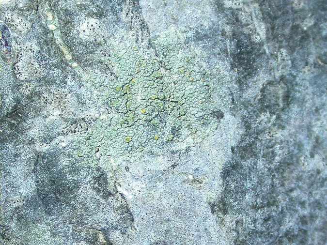 Lecanora conizaeoides