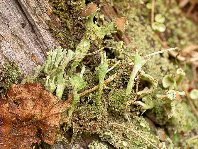 Cladonia ramulosa (With.) J.R. Laundon