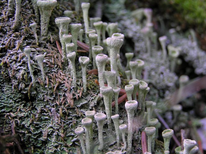 Cladonia fimbriata