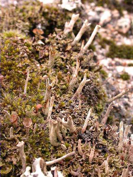 Cladonia rei Schaerer