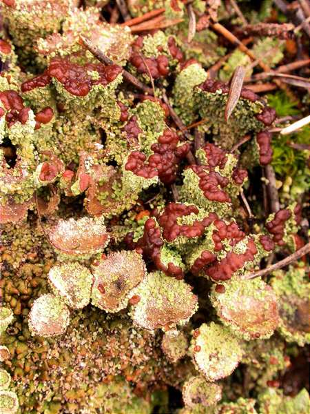 Cladonia coccifera