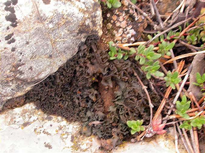 Collema crispum habitus and Gyalecta jenensis