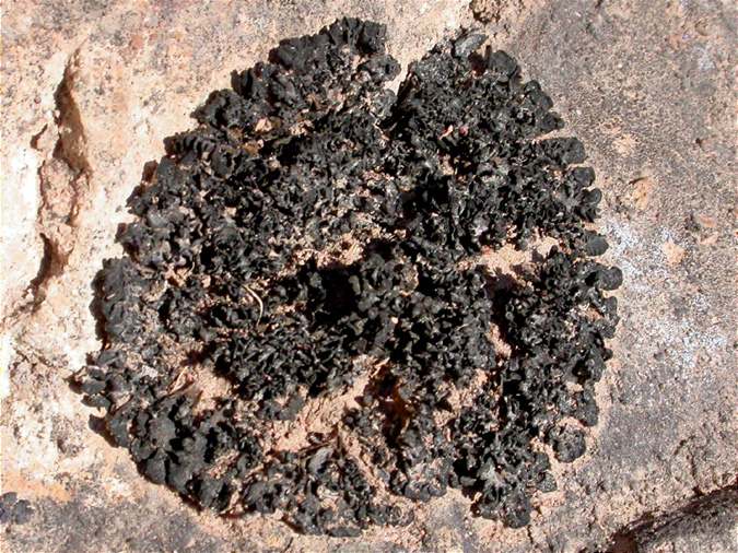 Collema cristatum