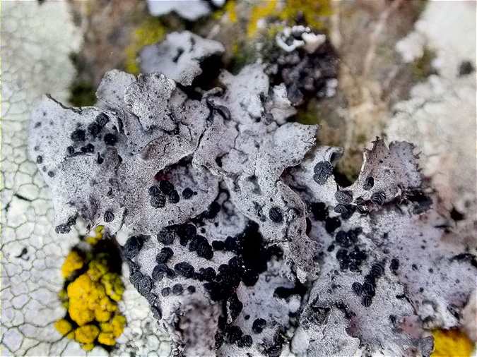 Umbilicaria cylindrica apothecia detail