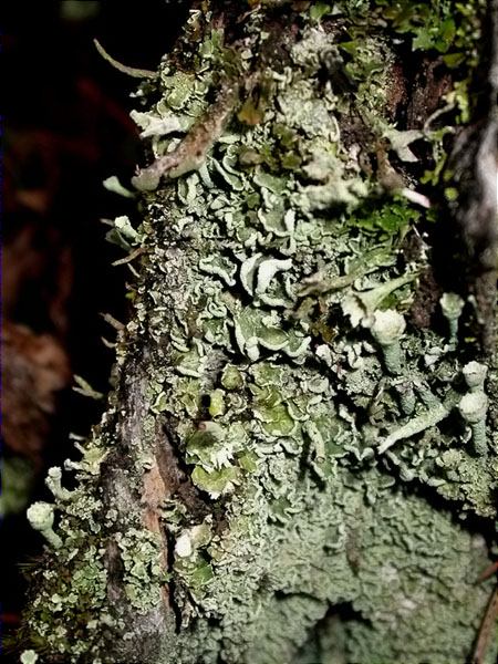 Cladonia digitata