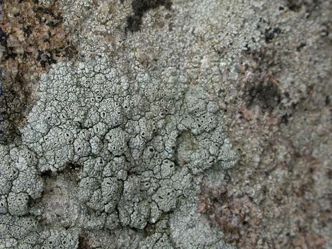 Diploschistes scruposus and Pertusaria corallina