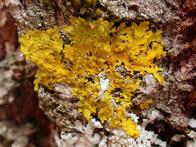 Xanthoria parietina ssp ectanea (=X. ectaneoides)