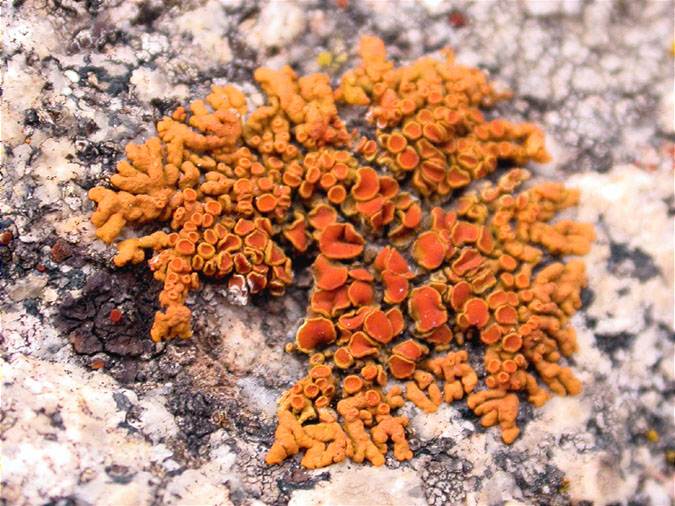 Xanthoria elegans