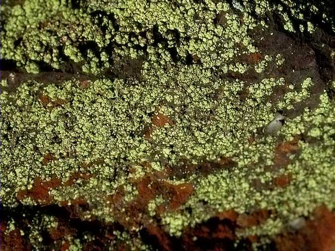 Lecanora epanora imperfect stage