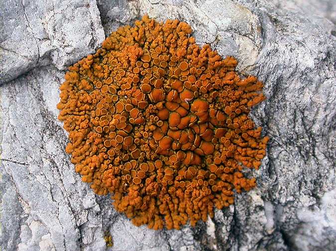 Xanthoria elegans