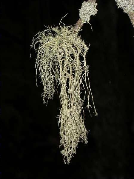 Usnea filipendula habitus with Hypogymnia physodes