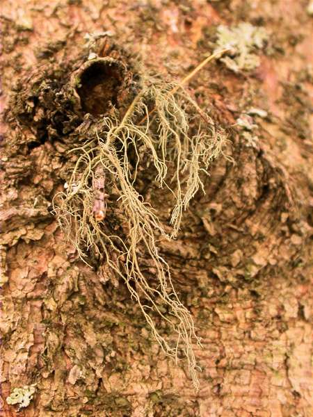 Usnea filipendula with Normandina pulchella and Parmeliopsis ambigua