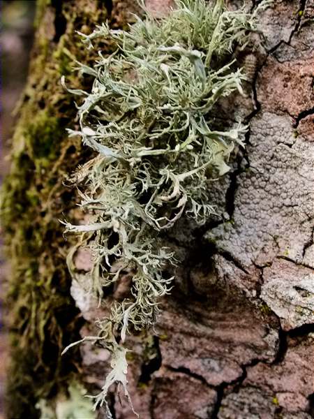 Ramalina fraxinea