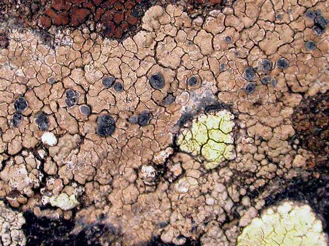 Protoparmelia badia (=Lecanora badia)