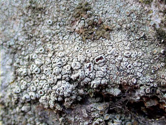 Lecanora gangaleoides