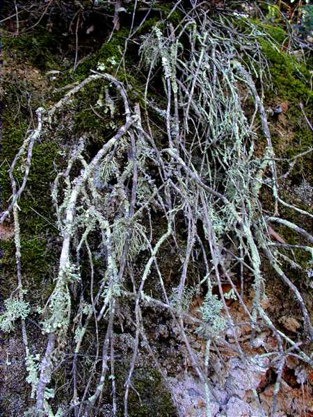 Habitat Ramalina calicaris