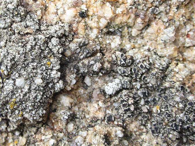 Lecanora helicopis