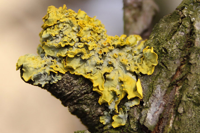 Xanthoria parietina