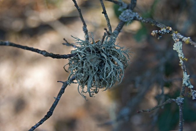 Ramalina farinacea (L.) Ach