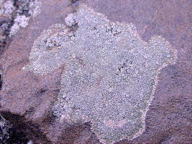 Lecanora campestris