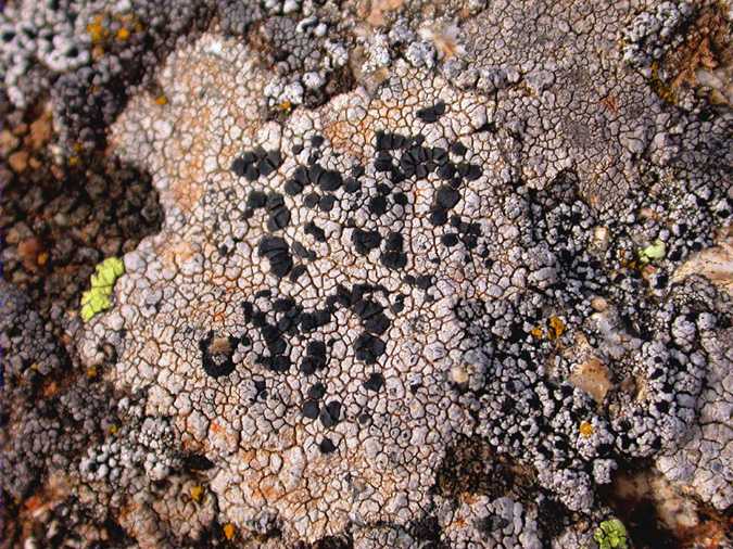 Lecidea lithophila and Lecidella carpathica