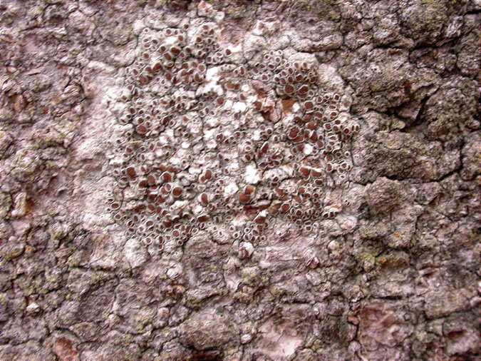 Lecanora horiza (=Lecanora sienae)