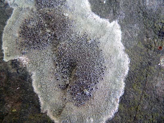 Lecanora campestris