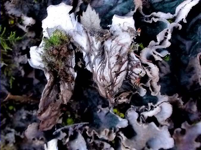 Peltigera membranacea , detail of veins