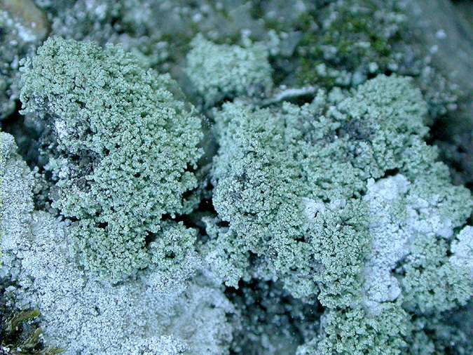 Leprocaulon microscopicum on Leproloma membranaceum