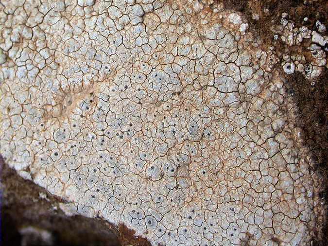 Placocarpus schaereri (=Dermatocarpon monstruosum)