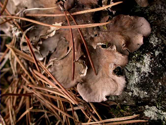 Nephroma laevigatum Ach lobe detail