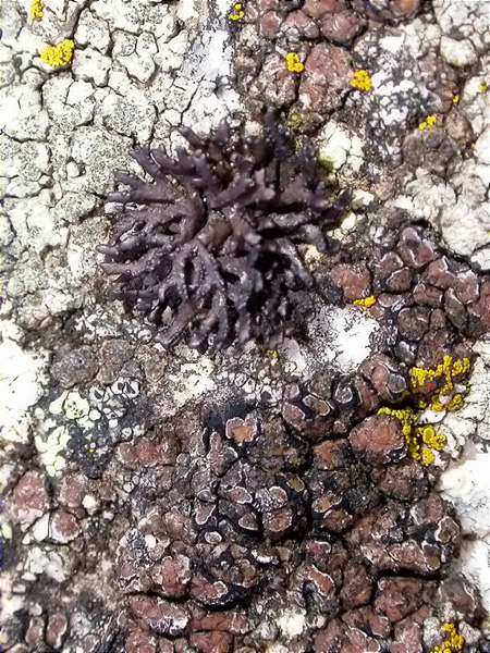 Cornicularia normoerica and Acarospora nitrophila