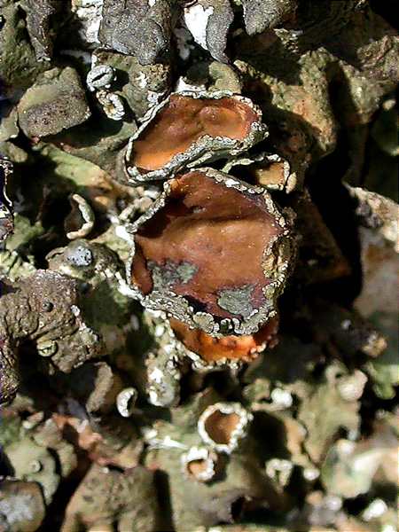 Parmelia acetabulum apothecia detail