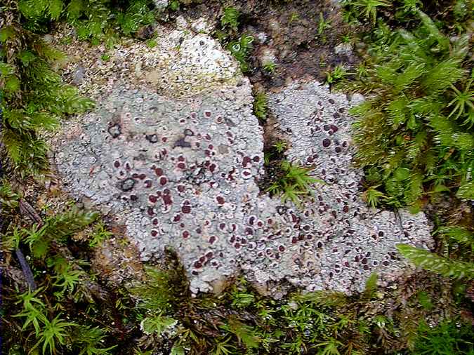 Pannaria pezizoides (Protopannaria pezizoides)