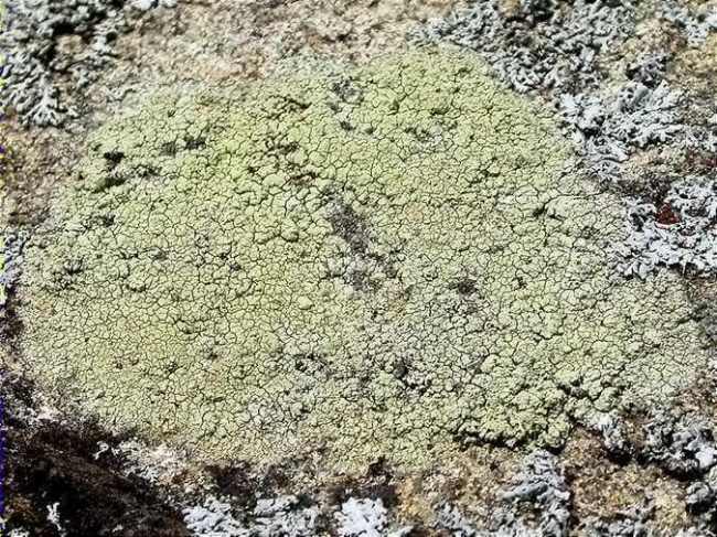 Pertusaria flavicans