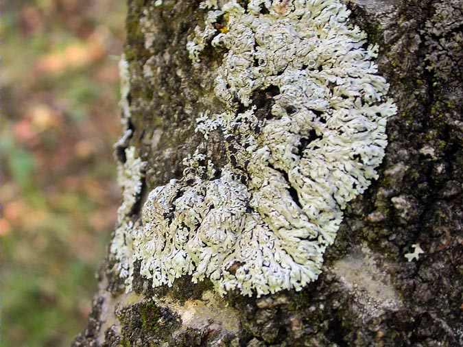 Physcia aipolia (Humb.) Hampe