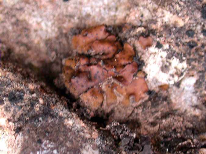 Catapyrenium lachneum (Acj.) R. Sant.