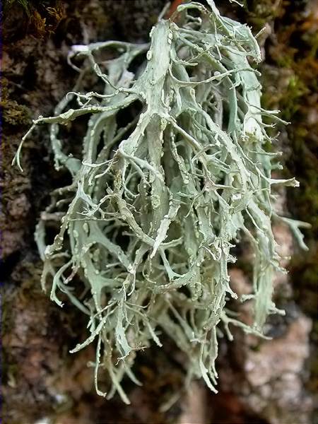 Ramalina farinacea