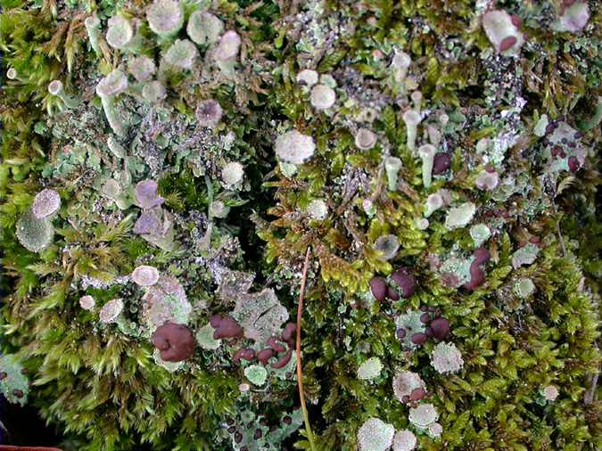 Cladonia pyxidata