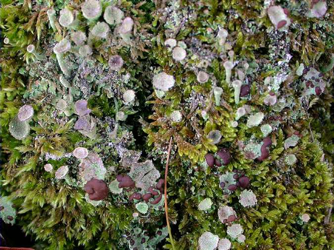 Cladonia pyxidata