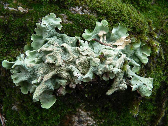 Parmelia Caperata