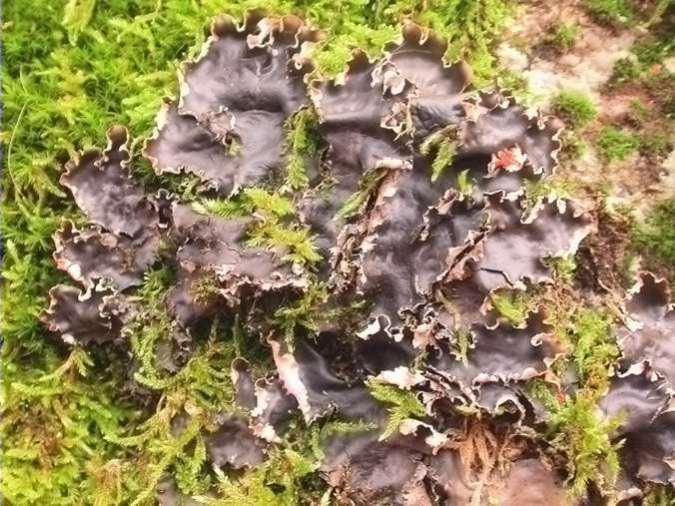 Peltigera horizontalis hidratada