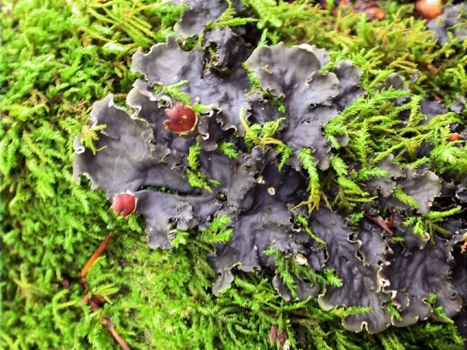 Peltigera horizontalis